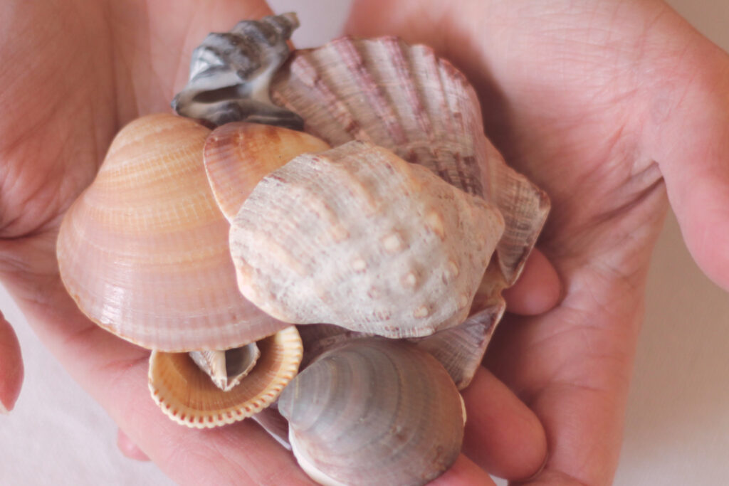 Verschiedene Muscheln werden achtsam in Händen gehalten